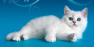 Сайт питомника Caten